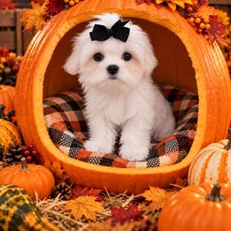 KINGSLY - White male Maltese puppy in Mercer, Pennsylvania from Stone Ridge Maltese