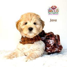 Java - Apricot female Australian Labradoodle puppy in Greensboro, North Carolina from Springdale Australian Labradoodles