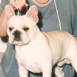 French Bulldog All Grown Up from Kennel Concharty