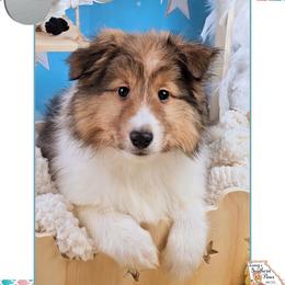 Boy 2 - King of Hearts - Sable and white male Shetland Sheepdog puppy in Elberton, Georgia from Ioney's Southern Paws Shelties, Frenchies, and Yorkies