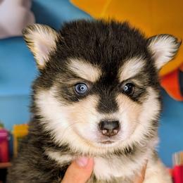 Titan - 2200 - Tri-color male Pomsky puppy in Spring Hill, Florida from www.PuppyTimeEmporium.com