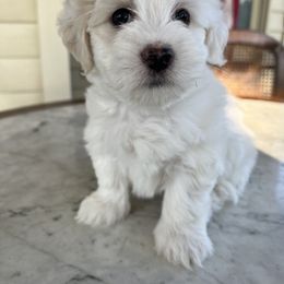 Lucy - White female Companion Cross puppy in Lodi, California from V & V Kennels