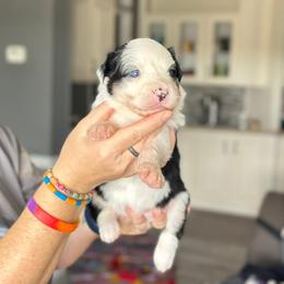 Lovebug - Black tri-color female Australian Shepherd puppy in Williston, Florida from Over The Rainbow Aussies