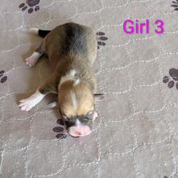 Girl 3 - Red female Pembroke Welsh Corgi puppy in Edinburgh, Indiana from J Bar M Corgis