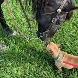 French Bulldogs from J & K Frenchies