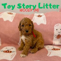 Woody - Apricot male Goldendoodle puppy in Houston, Texas from Golden Life Doodles