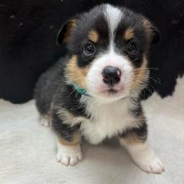 Donald Duck - Black and tan male Pembroke Welsh Corgi puppy in Algona, Iowa from LTT Corgis
