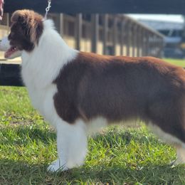 Border Collie All Grown Up from Coylety Kennel