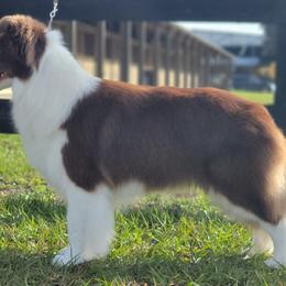 Border Collie All Grown Up from Coylety Kennel