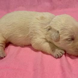 Lily (Purple) - Wheaten female Scottish Terrier puppy in Jefferson, North Carolina from McGuire’s High Country Terriers