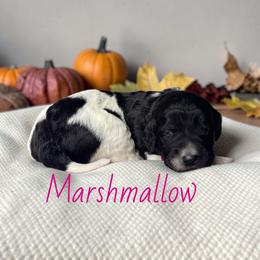 Marshmallow - Parti female Goldendoodle puppy in Polk City, Florida from Golden Creek Doodles