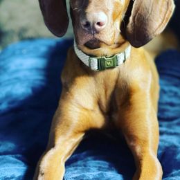 German Shorthaired Pointers, Vizslas, and Weimaraners from Hilltop Farms