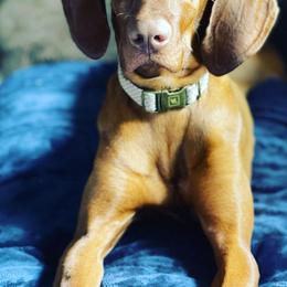 German Shorthaired Pointers, Vizslas, and Weimaraners from Hilltop Farms