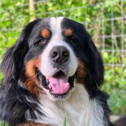 Rome - Bernese Mountain Dog