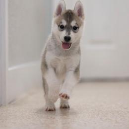 Sparkle - Gray and white female Siberian Husky puppy in North Miami, Florida from Kardrovi Siberians