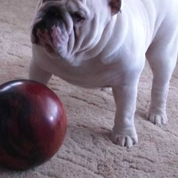 Bulldogs from Copemans English Bulldogs