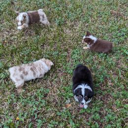 Miniature Australian Shepherd and Toy Australian Shepherd Puppies from Pleasant Grove Aussies