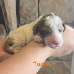 Tucker - Chocolate male Goldendoodle puppy in Sanderson, Florida from Serenity Goldendoodles