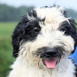 Allie - Black and white Bernedoodle puppy in Angola, Indiana from Danae's Bernedoodles
