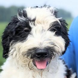 Allie - Black and white Bernedoodle puppy in Angola, Indiana from Danae's Bernedoodles