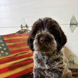 Wonder Woman - Brown and gray female Wirehaired Pointing Griffon puppy in Grangeville, Idaho from Happy Hollow Griffons