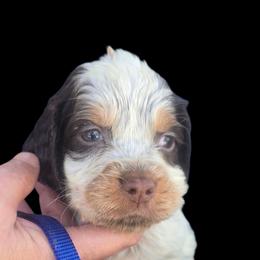 Dark Blue Collar - Tri-Roan male English Springer Spaniel puppy in Henagar, Alabama from Windy Oak Kennels