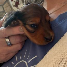 Christmas - Red female Dachshund puppy in Batavia, Illinois from Sandra's Dachshunds