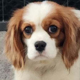 Cavalier King Charles Spaniels from Brandi McGrath
