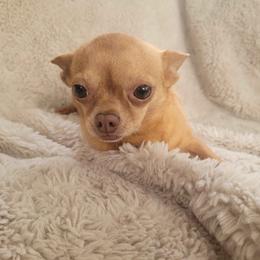 Ruby - Fawn female Chihuahua puppy in Space Coast, Florida from ChibiChi