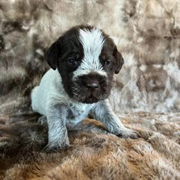 Boy 3 - Wirehaired Pointing Griffon puppy in Jerome, Idaho from Double R Griffons