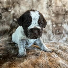 Boy 3 - Wirehaired Pointing Griffon puppy in Jerome, Idaho from Double R Griffons