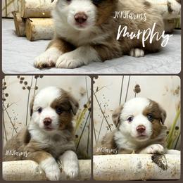 (3) Vixen, RMM - Red merle male Miniature American Shepherd puppy in Huntington, Texas from JKKJ Farms