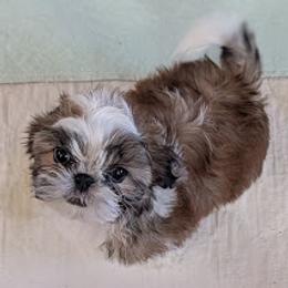 Oreo - Gold and white male Shih Tzu puppy in Surprise, Arizona from Arizona Shih Tzu