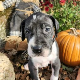 Atlas -orange collar - Mantle male Great Dane puppy in Albany, Oregon from Red Cloud Australian Shepherds and DeGray Great Danes & Bulldogs