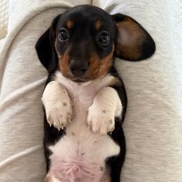 Squanto - Piebald male Dachshund puppy in Westport, Kentucky from Lonestar Creek Farm