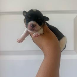Georgia - Black and tan female Pembroke Welsh Corgi puppy in Red Bluff, California from Wilder Ranch Corgis