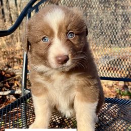 Sadie - Red tri-color female Australian Shepherd puppy in Witter, Arkansas from Mountainside Aussies