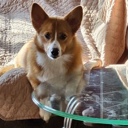 Penny - Pembroke Welsh Corgi