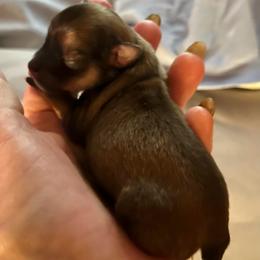Valentino - Chocolate and tan male Chihuahua puppy in Tecumseh, Oklahoma from Callie’s Happy Chihuahuas, Callie’s Happy Treasures LLC