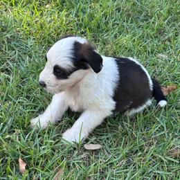 Girl 1 - Black and white female Aussiedoodle puppy in Reddick, Florida from Cooper’s Mini Doodles