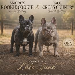 French Bulldog puppies from Amore Kennel