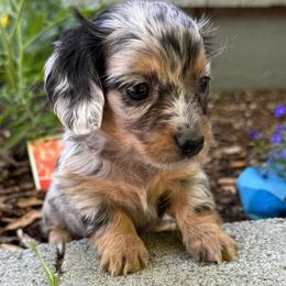 Poppy - Dapple female Dachshund puppy in Salem, Oregon from Longdox Mini Dachshunds