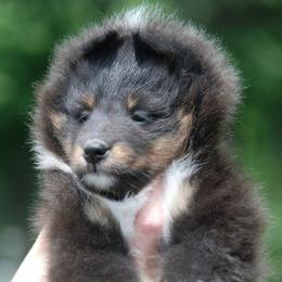 Shetland Sheepdog Puppies from Twin Cedar Shelties