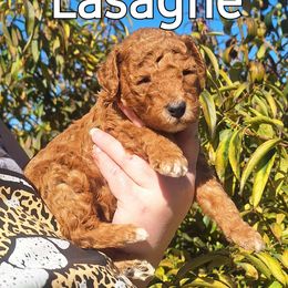 Lasagne - Poodle puppy from Nine Pines Poodles