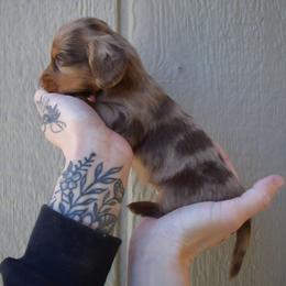 The White Rabbit - Alice in Wonderland Theme Litter. - Dapple female Dachshund puppy in Woodland, Washington from SJs Dachshunds