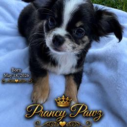 AKC Jet - Merle male Chihuahua puppy in Columbus, Nebraska from Prancy Pawz
