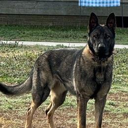 BRITTA - German Shepherd