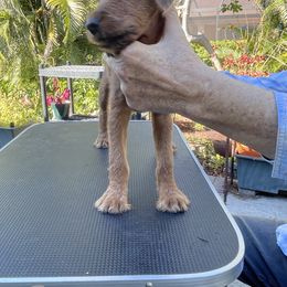 Irish Terrier Puppies from James' Irish Terriers
