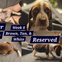 Copper-Dark Blue-Male - Brown white and tan male Beagle puppy in Bemidji, Minnesota from Nse Farms Beagles