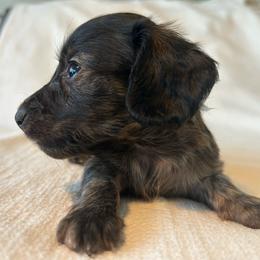 Marino (dark brindle) - Brindle male Dachshund puppy in Sebring, Florida from Mini Weenies